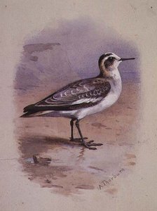 Gri Bir Phalarope (suluboya) by Archibald Thorburn