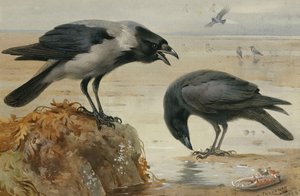 Kapşonlu Karga ve Leş Kargası by Archibald Thorburn