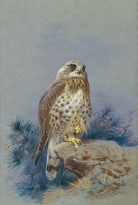Kaba Bacaklı Bir Akbaba by Archibald Thorburn