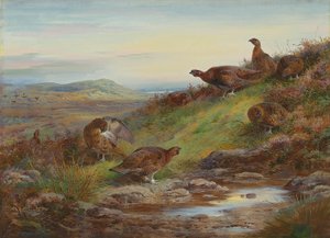 Bir yay tarafından bir kızıl orman tavuğu sürüsü by Archibald Thorburn