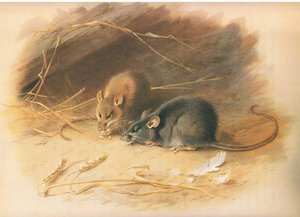 Longmans and Co tarafından yayınlanan Thorburns Mammals
