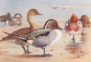 Amerikan Güvercini (erkek ve dişi), Kılkuyruk (erkek ve dişi), Güvercin (erkek ve dişi) (renkli lito) by Archibald Thorburn