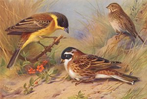 Siyah Başlı Kiraz Kuşu, Mısır Kuşu, Rustik Kiraz Kuşu (renkli lito) by Archibald Thorburn