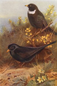 Kara Kuş (erkek ve dişi), Halka-Güzel (renkli lito) by Archibald Thorburn