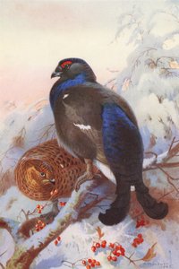 Kara Orman Tavuğu (erkek ve dişi) (renkli lito) by Archibald Thorburn