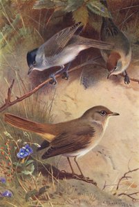 Blackcap (erkek ve dişi), Nightingale (renkli lito) by Archibald Thorburn