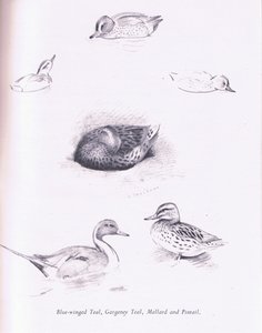 Mavi Kanatlı Deniz Mavisi, Garganey, Deniz Mavisi, Yeşilbaş ve Kılkuyruk, 1938 by Archibald Thorburn