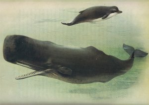 Longmans and Co. tarafından yayınlanan Thorburns Memelilerden Şişe Burunlu Balina ve Sperm Balinası, c. 1920 by Archibald Thorburn