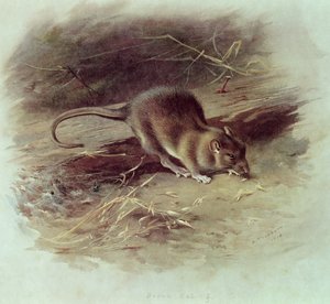 Kahverengi Sıçan (Rattus norvegicus) 1918