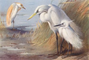 Deve Sırtlı Balıkçıl, Büyük Beyaz Balıkçıl, Küçük Ak Balıkçıl (renkli lito) by Archibald Thorburn