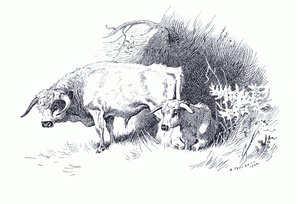 Sığır, Longmans and Co tarafından yayınlanan Thorburn