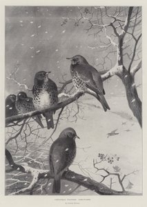 Noel Ziyaretçileri, Fieldfares