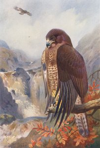 Bayağı Akbaba (renkli lito) by Archibald Thorburn