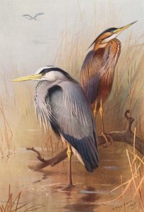 Bayağı Balıkçıl, Mor Balıkçıl (renkli lito) by Archibald Thorburn