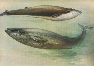 Longmans and Co tarafından yayınlanan Thorburns Memelilerden Ortak Rorqual, Sibbalds Rorqual veya Mavi Balina, c. 1920 by Archibald Thorburn