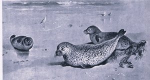 Ortak Mühür, İngiltere