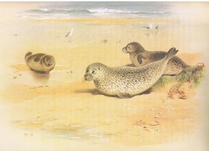Longmans and Co tarafından yayınlanan Thorburns Mammals