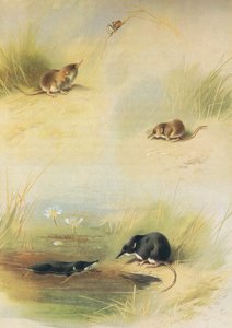Longmans and Co tarafından yayınlanan Thorburns Mammals