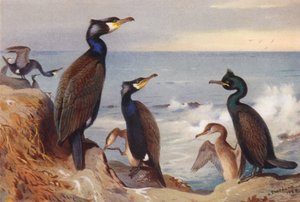 Karabatak (yetişkin ve olgunlaşmamış), Kartal (yetişkin ve olgunlaşmamış) (renkli lito) by Archibald Thorburn