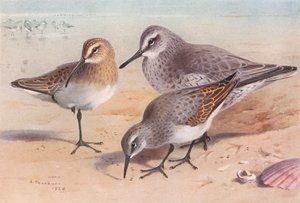 Curlew-Sandpiper (olgunlaşmamış, sonbahar), Knot (kış), Dunlin (kış) (renkli lito) by Archibald Thorburn