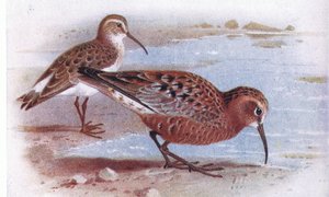 Curlew Sandpiper, Frederick Warne & Co Ltd tarafından yayınlanan Britanya Adaları Kuşları ve Yumurtalarından, 1958