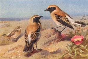 Doğu Alaca Toygarı (dişi), Kara Boğazlı Toygarı, Çöl Toygarı (renkli lito) by Archibald Thorburn