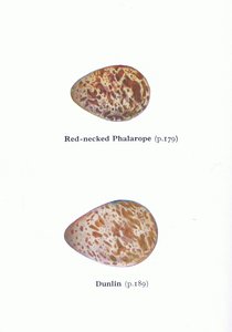Yumurtalar: Frederick Warne & Co Ltd, 1958 tarafından yayınlanan Britanya Adaları Kuşları ve Yumurtalarından Kırmızı Boyunlu Phalarope ve Dunlin, by Archibald Thorburn