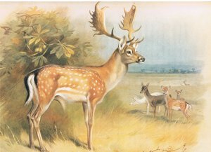 Longmans and Co tarafından yayınlanan Thorburns Mammals