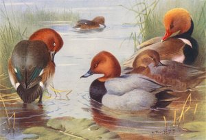 Ferruginous Duck (erkek ve dişi), Common Pochard (erkek ve dişi), Red-Crested Pochard (renkli lito) by Archibald Thorburn