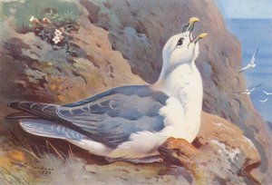 Fulmar (renkli lito) by Archibald Thorburn