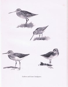 Godwits ve Yeşil Sandpipers, 1938 by Archibald Thorburn