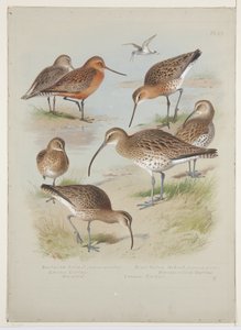 Godwits and curlews, c.1915 (gemide kurşun kalem üzerine suluboya ve gövde boyası) by Archibald Thorburn