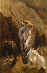 Kartal Yuvalarında Altın Kartallar by Archibald Thorburn