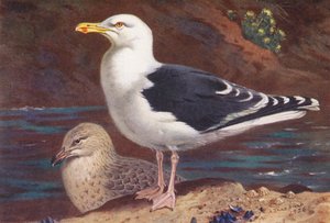 Büyük Kara Sırtlı Martı (yetişkin ve yavru) (renkli lito) by Archibald Thorburn
