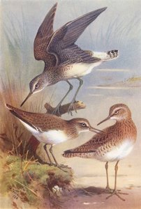 Yeşil Çulluk, Bayağı Çulluk, Ağaç Çulluğu (renkli lito) by Archibald Thorburn