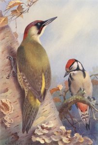 Yeşil Ağaçkakan, Büyük Benekli Ağaçkakan (olgunlaşmamış) (renkli lito) by Archibald Thorburn