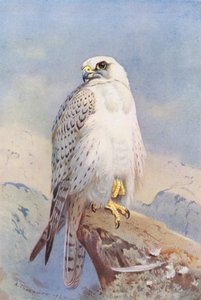 Grönland Şahini (renkli lito) by Archibald Thorburn