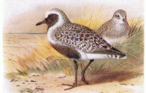Frederick Warne & Co Ltd, 1958 tarafından yayınlanan Britanya Adaları Kuşları ve Yumurtalarından Grey Plover