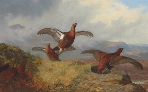 uçuşta orman tavuğu by Archibald Thorburn