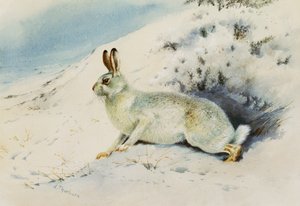 Hare  by Archibald Thorburn