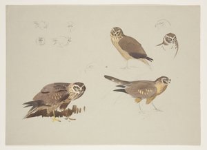 Harrier ve ruff, c.1915 (kağıt üzerine kurşun kalem üzerine suluboya ve gövde rengi) by Archibald Thorburn