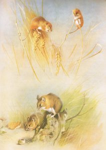 Longmans and Co, c tarafından yayınlanan Thorburns Mammals