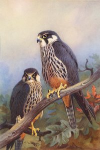 Hobi (erkek ve kadın) (renkli lito) by Archibald Thorburn