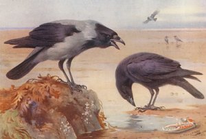 Kapşonlu Karga, Leş Kargası (renkli taş baskı) by Archibald Thorburn