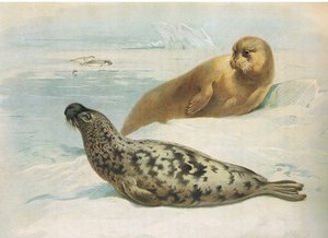 Longmans and Co tarafından yayınlanan Thorburns Memelilerden Hooded Seal ve Bearded Seal, c. 1920 by Archibald Thorburn