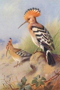 Hoopoe (renkli lito) by Archibald Thorburn
