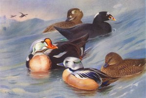 King-Eider, Surf-Scoter (erkek ve dişi), Steller