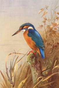 Yalıçapkını (renkli lito) by Archibald Thorburn
