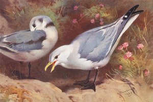 Kittiwake Martısı (yetişkin ve yavru) (renkli lito) by Archibald Thorburn