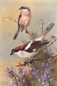 Küçük Gri İspinoz, Ağaçkakan (renkli lito) by Archibald Thorburn
